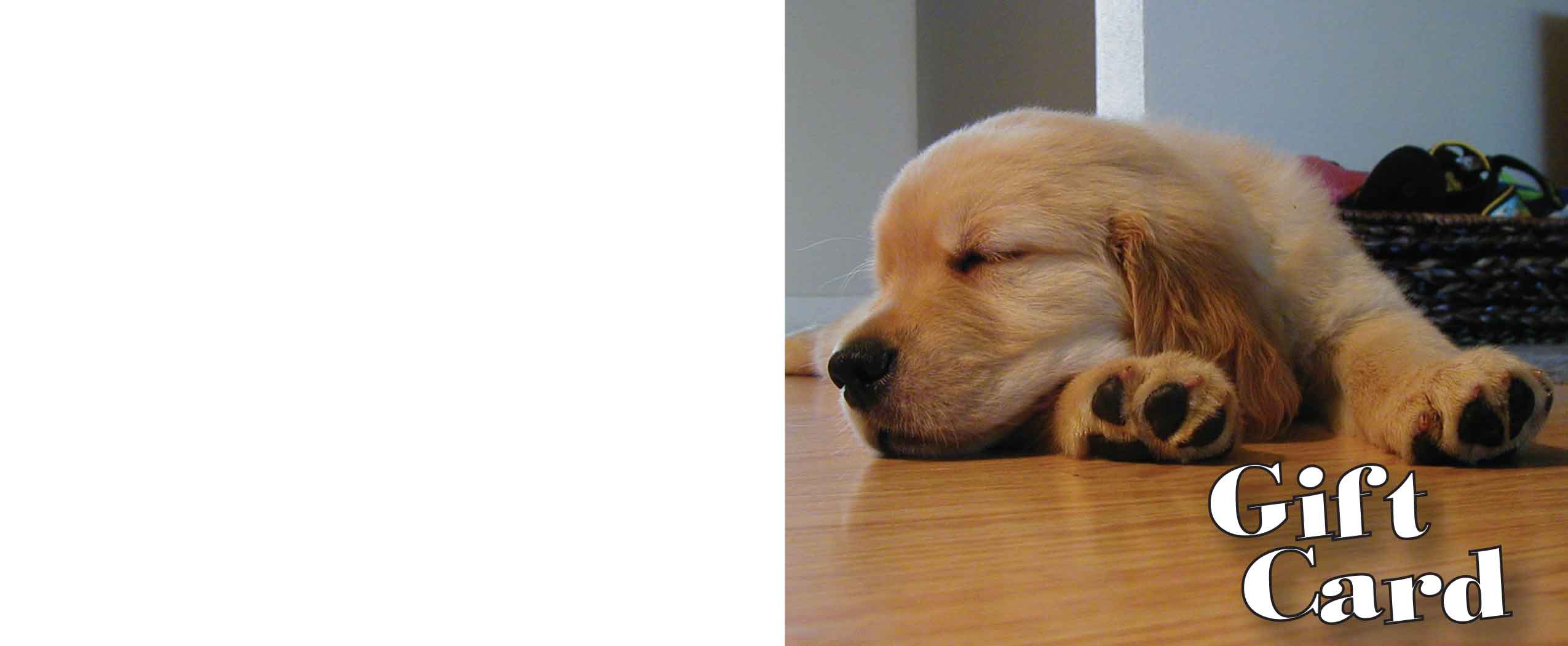 Puppy